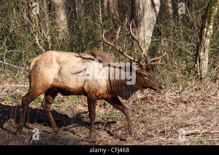 Battaglia segnato Elk a bordo del bosco in Carolina del Nord e Stati Uniti d'America Foto Stock