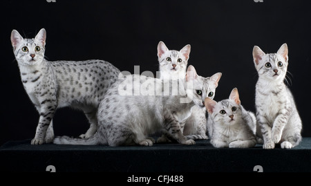 Famiglia di Mau Egiziano cat Foto Stock