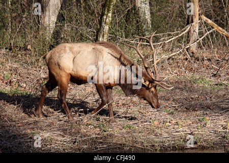 Elk a bordo del bosco in Carolina del Nord e Stati Uniti d'America Foto Stock