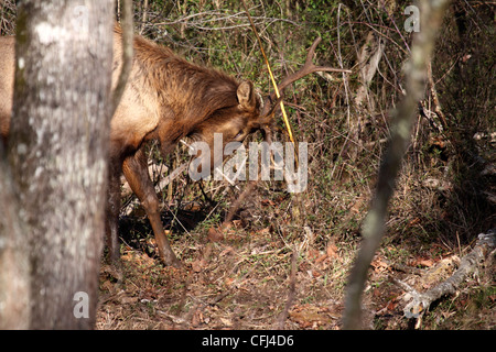 Elk stag corteccia di stripping come è il lavaggio le sue corna contro l alberello nel bosco in Carolina del Nord e Stati Uniti d'America Foto Stock