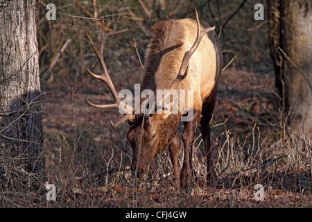 Elk navigazione nel bosco in Carolina del Nord e Stati Uniti d'America Foto Stock