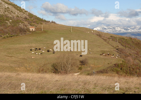 Pascoli erbosi prairie con vacche Appennino Lucano Parco Nazionale, Basilicata, Italia Foto Stock