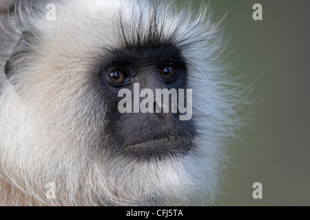 Ritratto di un grigio scimmia Langur prese nel Parco Nazionale di Kanha India Foto Stock
