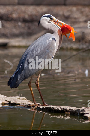 Airone cinerino (Ardea cinerea) con carpe koi Foto Stock