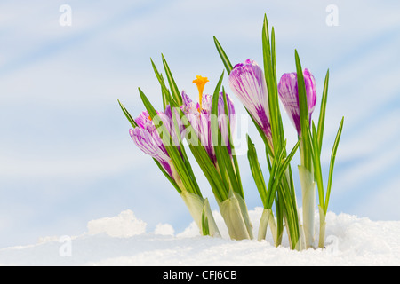 Fiori di Primavera snowdrops crocus nella neve Foto Stock