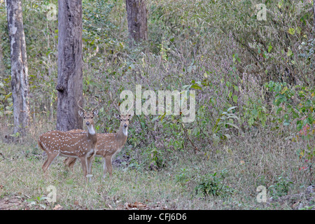 Due maschio avvistato cervi nel Parco Nazionale di Kanha India Foto Stock