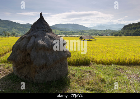 Elk208-4593 Thailandia, Thaton, riso paddi paesaggio Foto Stock