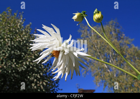 Dahlia su sfondo blu cielo Foto Stock