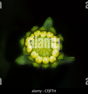 Una gemma di un ordinato-suggerimenti di fiori selvaggi, comune in California Foto Stock