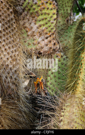 Un mockingbird Galapagos alimenta i suoi pulcini mentre tranquillamente sistemati tra gli aghi spinoso di un alto ficodindia cactus. Foto Stock