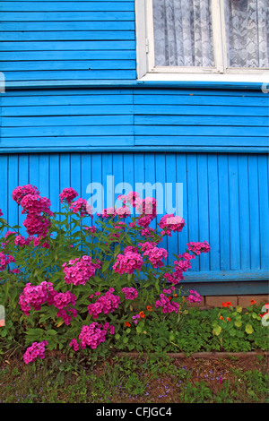 Flowerses vicino al muro della costruzione in legno Foto Stock