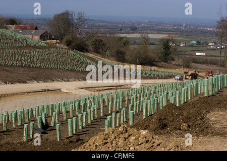 Appena piantato alberi ed alberelli piantati come una barriera antirumore lungo le rive del Blunsdon A419 in costruzione Foto Stock