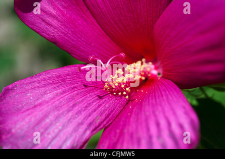 Rosa fiori viola di Hardy malva, Hibiscus var Lampone Rose, Malvaceae Foto Stock