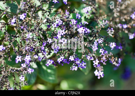 Fiori blu di Heliotropium Arborescens var LeMoine, Boraginaceae Foto Stock