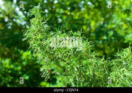 Verde di conifere orientale di pino bianco, Pinus strobus Concorta Foto Stock