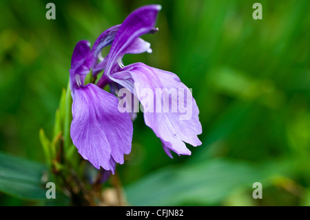 Pianta erbacea perenne fornita di Roscoea capitata con blu porpora viola fiore vicino,Zingiberaceae, Nepal Foto Stock
