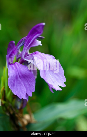 Pianta erbacea perenne fornita di Roscoea capitata con blu porpora viola fiore vicino,Zingiberaceae, Nepal Foto Stock