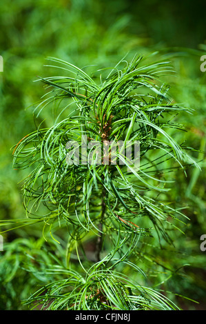 Verde di conifere orientale di pino bianco, Pinus strobus Concorta Foto Stock