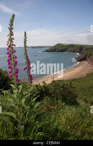 Swanlake Bay con foxglove fiori in primo piano nei pressi di Manorbier, Pembrokeshire, Galles Foto Stock