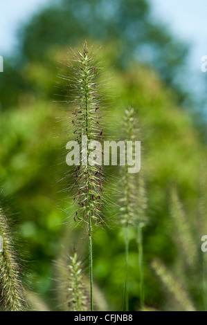 Pennisetum Alopecuroides var Autunno magia, Fontana cinese di erba, Poaceae Foto Stock