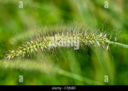 Pennisetum Alopecuroides var Autunno magia, Fontana cinese di erba, Poaceae, Cinese Pennisetum, Fontana di Nana erba, coda di volpe fo Foto Stock