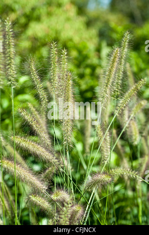 Pennisetum Alopecuroides var Autunno magia, Fontana cinese di erba, Poaceae, Cinese Pennisetum, Fontana di Nana erba, Foto Stock