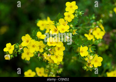 Piccoli fiori gialli di cinquefoil arbustiva, Potentila fruticosa v giallo Gem, Rosacee Foto Stock