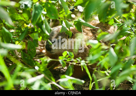 Marmotta, marmotta, whistle-maiale, Marmota monax nascondere negli arbusti Foto Stock