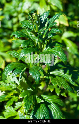 Pianta tossica di Monkshood, Aconitum napellus, Ranunculaceae Foto Stock