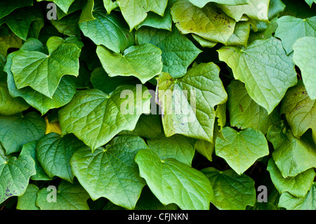 Foglie, fogliame della pianta tossica, Moonseed, Menispermum canadense, America del Nord Foto Stock