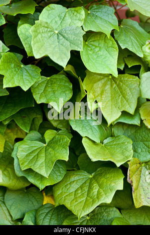 Foglie, fogliame della pianta tossica, Moonseed, Menispermum canadense, America del Nord Foto Stock