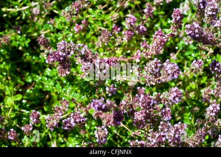 Primo piano di fiori viola di timo selvatico, Thymus pulegioides, Labiatae. Una fiorente copertura di erbe aromatiche in un giardino. Foto Stock