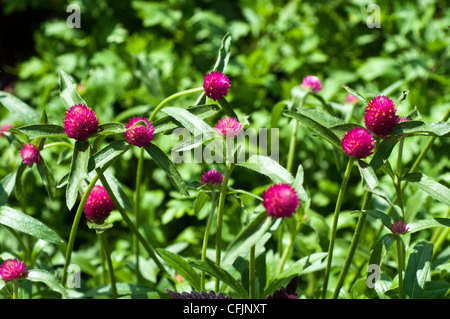 Primo piano di fiori rossi di amaranto Globe (Gomphrena globosa) in un giardino. Le vibranti Amaranthaceae fioriscono dall'America tropicale. Foto Stock