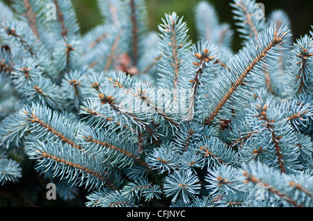 Aghi blu argento di Colorado Spruce, Picea pungens f Glauca var Montgomery. Vista ravvicinata dei rami di conifere in un giardino. Foto Stock