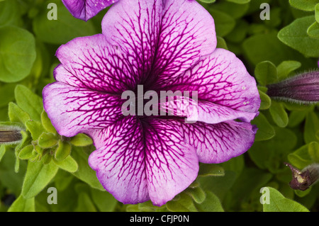 Rosa fiore violaceo close up papà di Petunia Orchid, bloom, fiori, petali, giardino, orticoltura Foto Stock