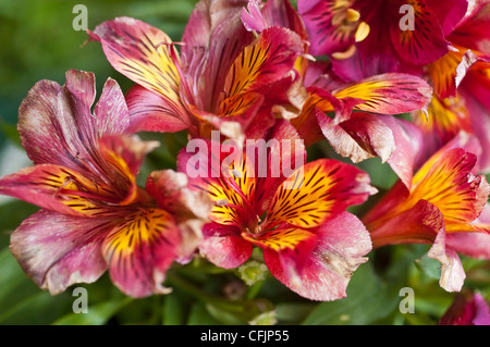 Rosa, Rosso, giallo, viola, fiori viola della Principessa Oxana, Giglio Peruviano. Alstroemeria x Straprioxa Foto Stock