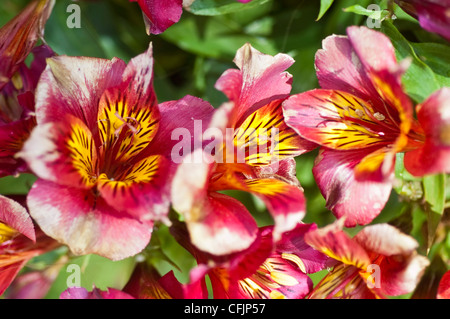 Vivaci fiori rosa, rosso e giallo della Principessa Oxana, Giglio peruviano (Alstroemeria x Straprioxa) in primo piano. Foto Stock
