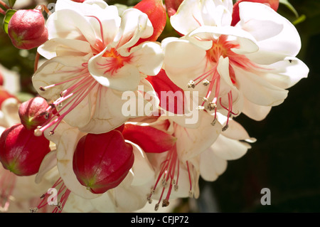 Primo piano di molti fiori e boccioli di fucsia bianchi e rosa in piena fioritura, visti dal basso su uno sfondo scuro. Foto Stock