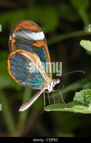 Una farfalla glasswing in cattività in un allevamento di farfalle Foto Stock