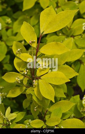 Vivace fogliame verde giallo e piccoli fiori di Nano che brucia Bush, Euonymus compacta, un arbusto ornamentale popolare per il paesaggio. Foto Stock