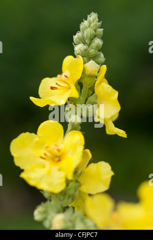 Fiori gialli di comune Mullein, Molène thapsus, Scrophulariaceae Foto Stock