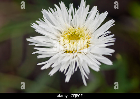 Fiore bianco di Shasta Daisy, Leucanthemum v Sante, Asteraceae Foto Stock