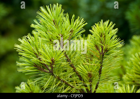 Giallo verde conifere della nana bianca orientale Pino, Pinus strobus Glauca Nana Foto Stock