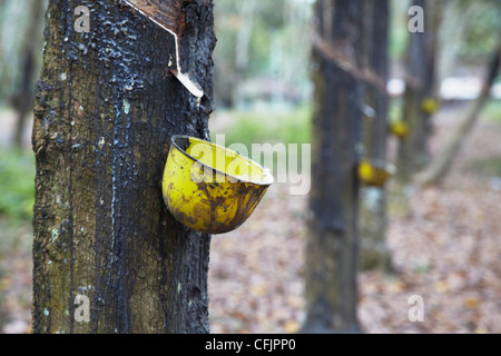 Alberi della gomma, Kebun Kandeng Lembu Plantation, Kalibaru, Java, Indonesia, Asia sud-orientale, Asia Foto Stock