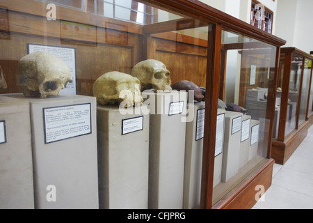 Museo dei Fossili a Java uomo, sito Patrimonio Mondiale dell Unesco, Sangiran, Solo, Java, Indonesia, Asia sud-orientale, Asia Foto Stock