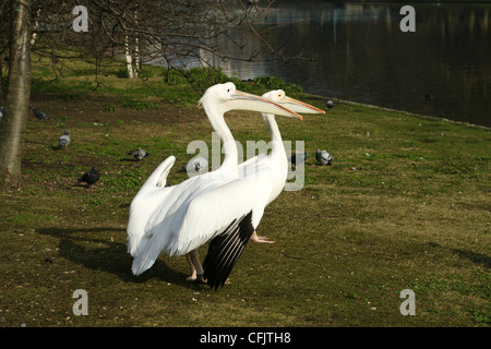 Pellicani in St James Park, Londra Foto Stock