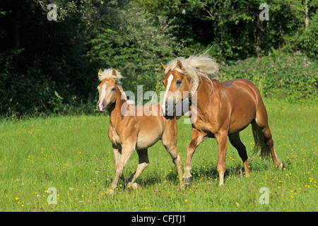 Due cavalli avelignesi al galoppo nel campo Foto Stock