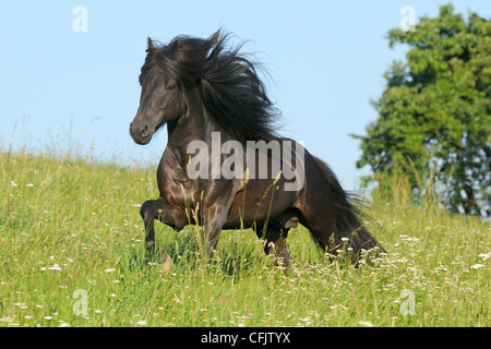 Cavallo islandese stallone nel campo Foto Stock