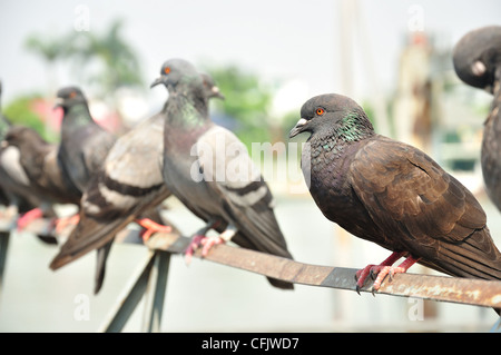 Pigeon seduto sulla vecchia strada recinzione Foto Stock