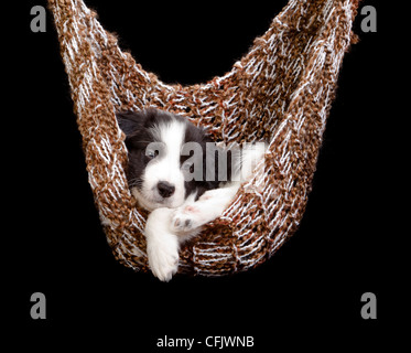 Assonnato Border Collie puppy in un marrone amaca Foto Stock